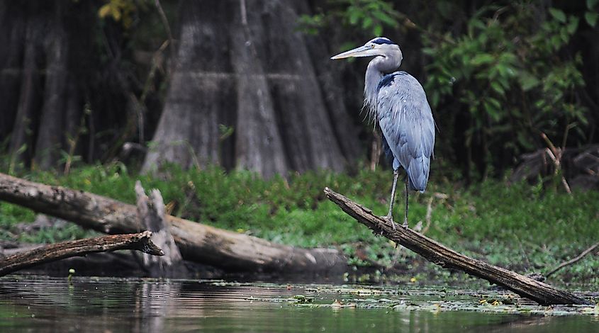 Caddo Lake