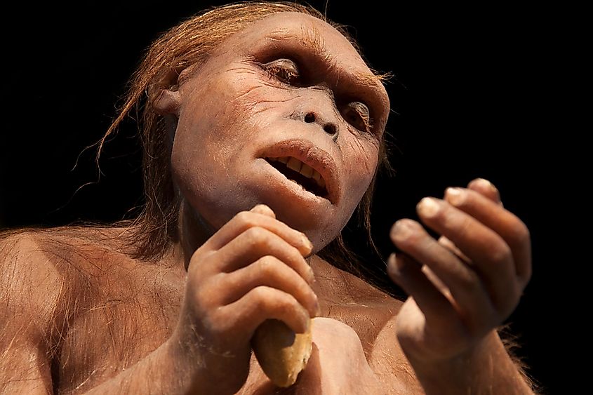 An australopithecus, an ancestor of humans.