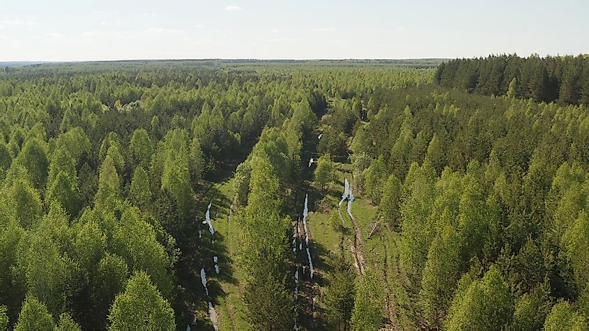 Russia forests