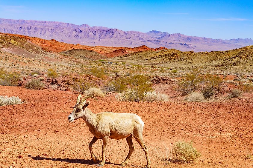 Desert bighorn ram in Valley of Fire State Park, Nevada