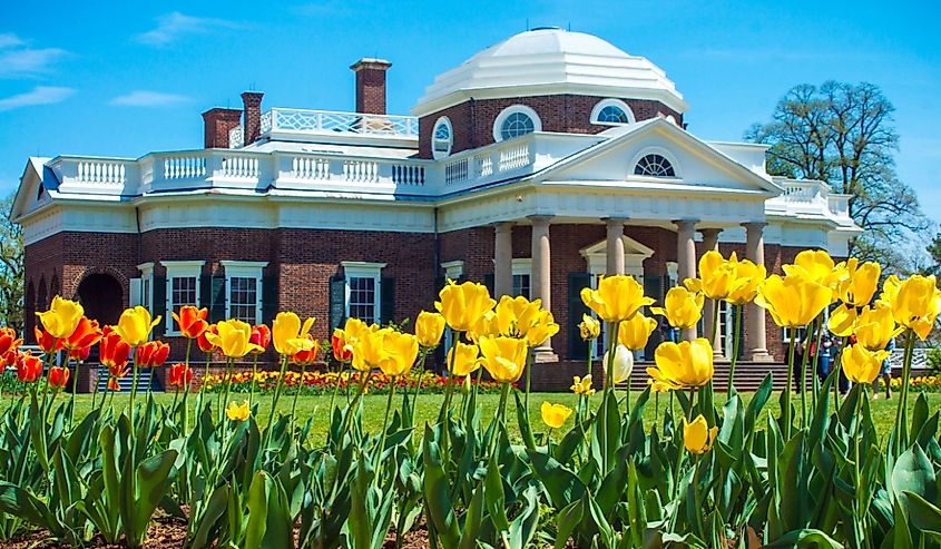 Yellow tulips with Monticello Home in background - Spring Garden in Charlottesville, Virginia