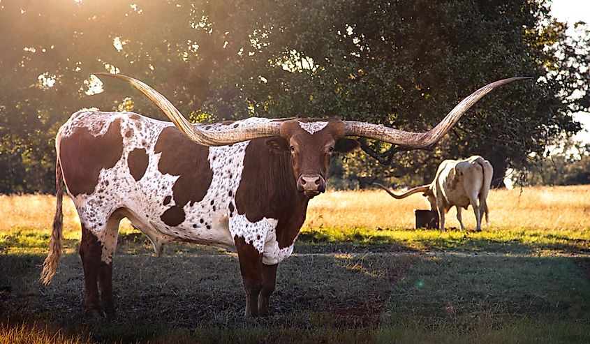 Texas long horn bull in a pasture near Boerne