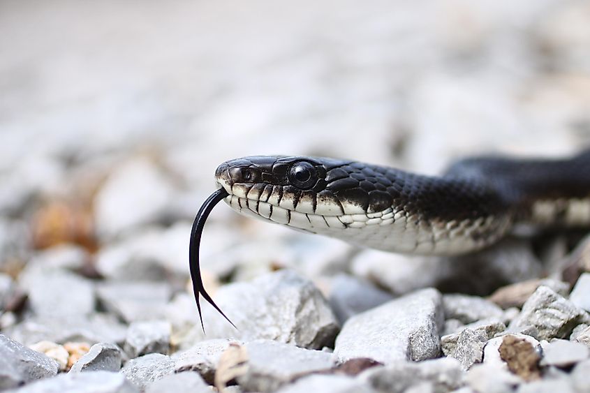 Black rat snake with its tongue extended.