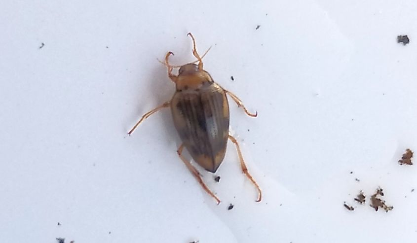 Brychius hungerfordi (Hungerford's crawling water beetle)