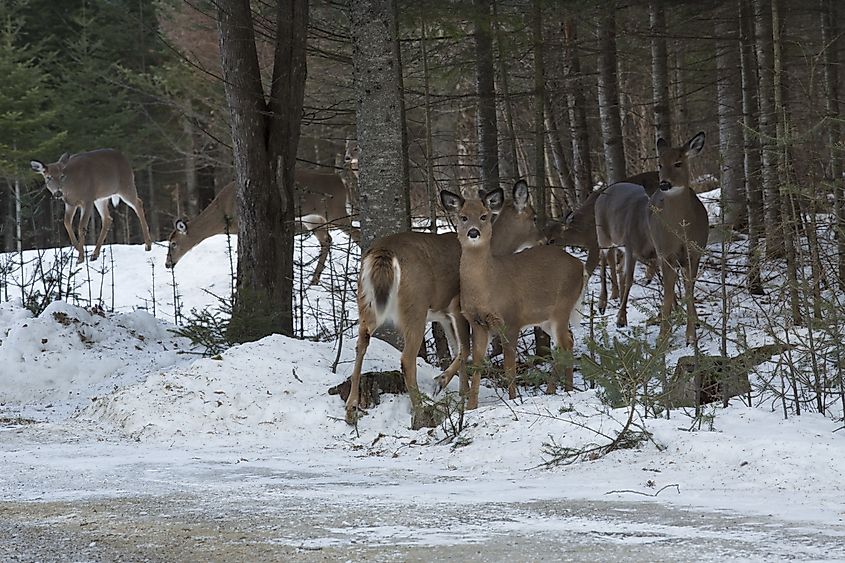 Group of white-tailed deer standing in the woods of Rangeley, Maine