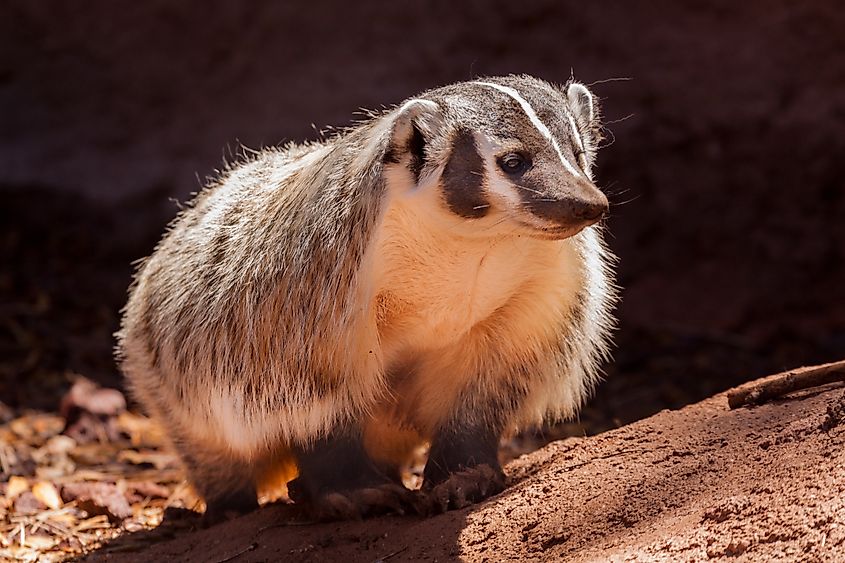 American Badger in Wyoming.