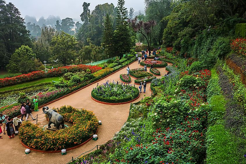 Government Botanical Garden in Ooty, Tamil Nadu, India