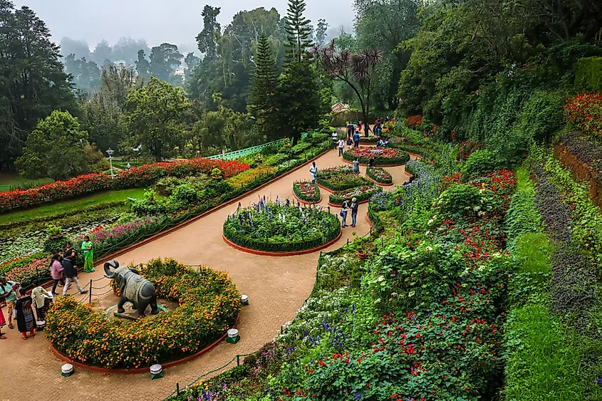 Government Botanical Garden in Ooty, Tamil Nadu, India