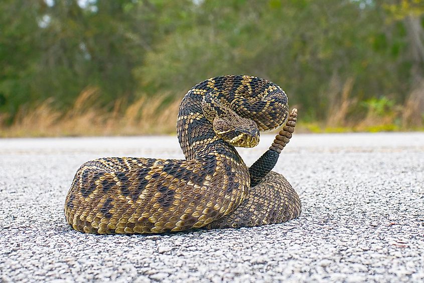  Eastern Diamondback rattler - Crotalus Adamanteus - in strike pose facing camera. 