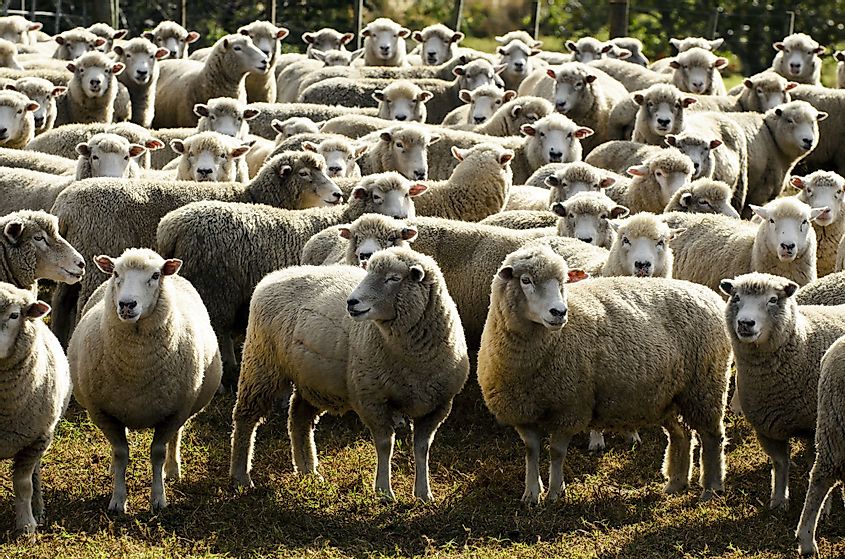 Flock of Corriedale sheep breed in sheep station in New Zealand, growing for production of wool and production of meat.