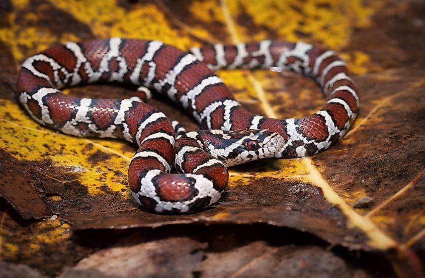 A beautiful Eastern milk snake.
