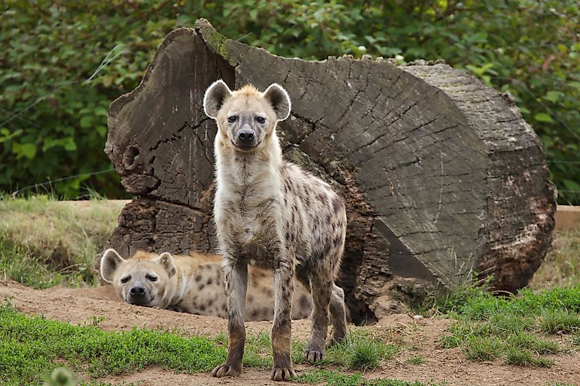 Spotted hyenas