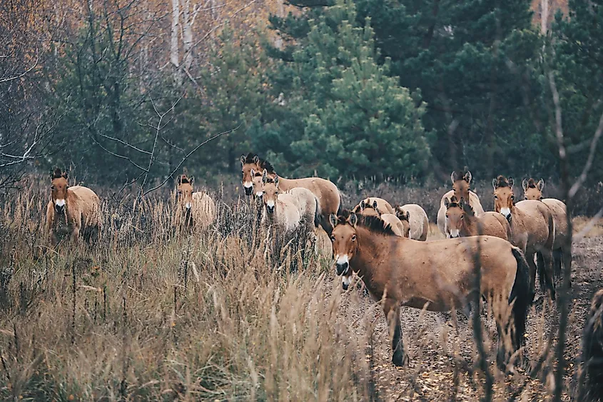 Nature in Chernobyl