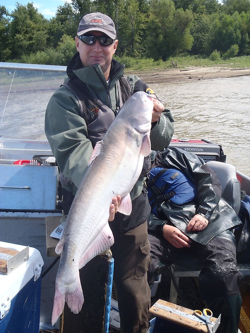 Tim Edison, INHS large river ecologist, holds a blue catfish captured during LTEF sampling on the Ohio River