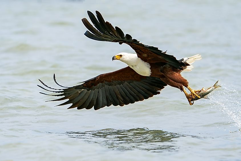 A bald eagle with a fish cat in its claws.