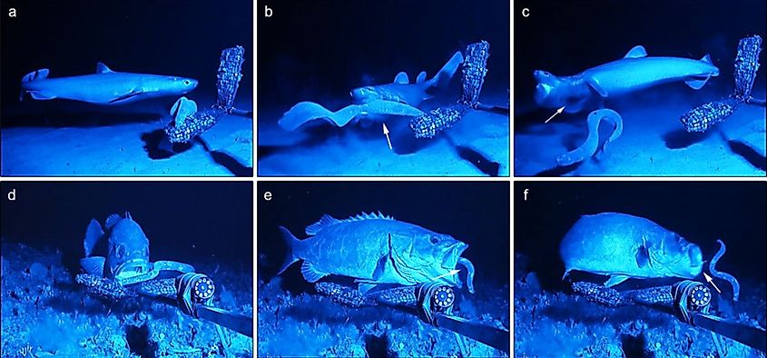 The seal shark Dalatias licha (a-c) and the wreckfish Polyprion americanus (d-f) attempt to prey on the hagfishes.