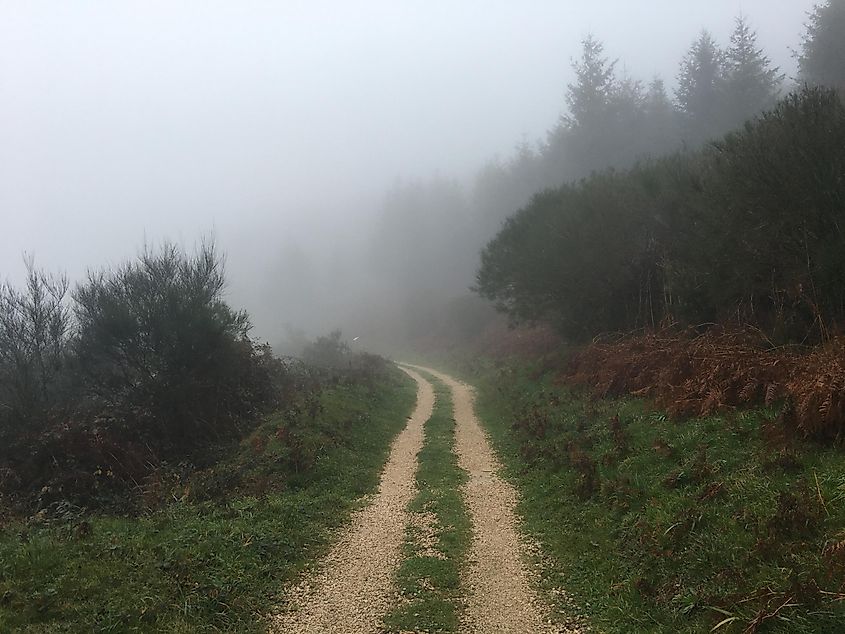 A hiking trail leads upwards into a fog-shrouded mountaintop forest