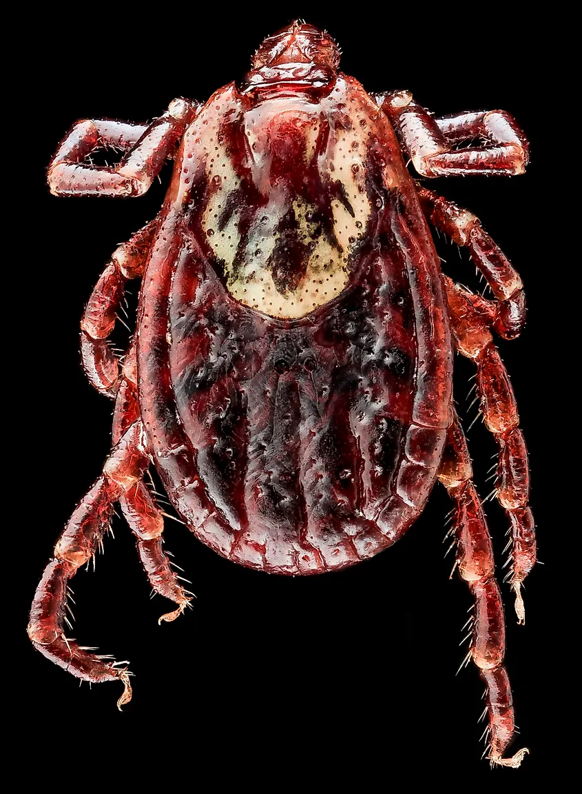 The Dog Tick, Dermacentor variabilis, in its splendor of beet overtones and resistance to vilification. 
