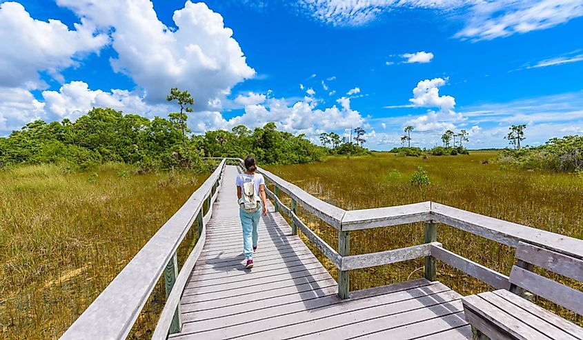 Mahogany Hammock Trail of the Everglades National Park. Boardwalks in the swamp. Florida, USA.