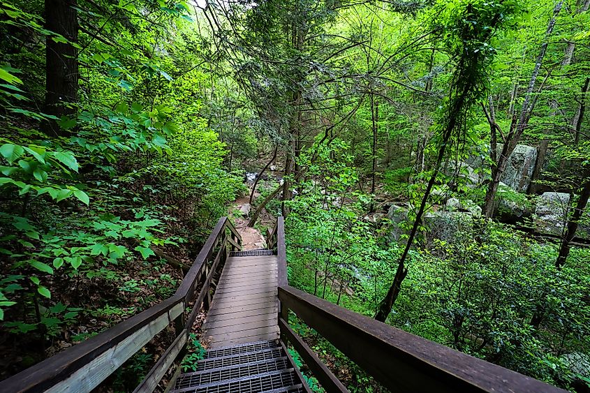 Forest landscape surrounding Cloudland Canyon in Georgia