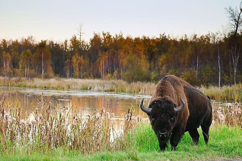 Elk Island National Park