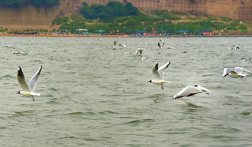 Gulls catching fish from Yamuna river at Prayagraj during Kumbh Mela in India