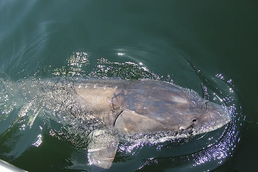 A white sturgeon in the Columbia River. Via Shutterstock / Leah.Zastrow