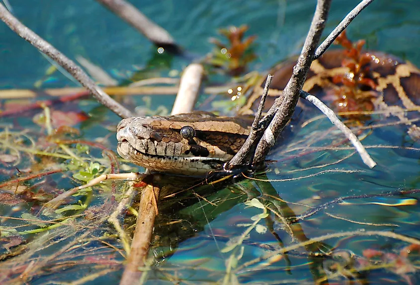 Burmese Python in the water in the Florida Everglades.