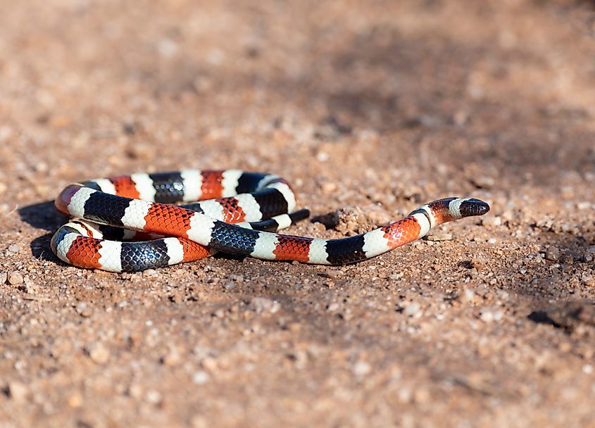 Coral snake, Arizona.