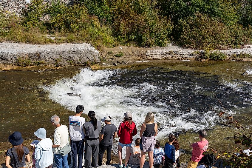 People watching salmon swimming upstream from Lake Ontario into the Ganaraska River
