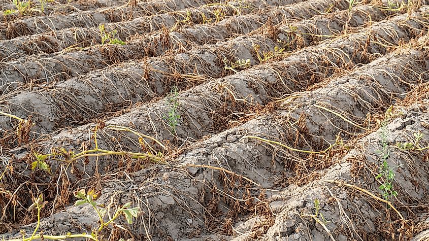 Crops drying up due to drought