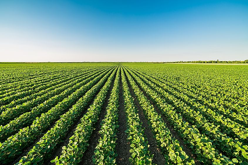 A soybean field.