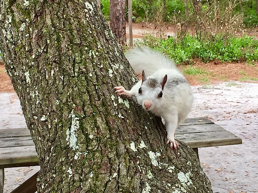 White Squirrel at Ochlockonee River State Park, Florida