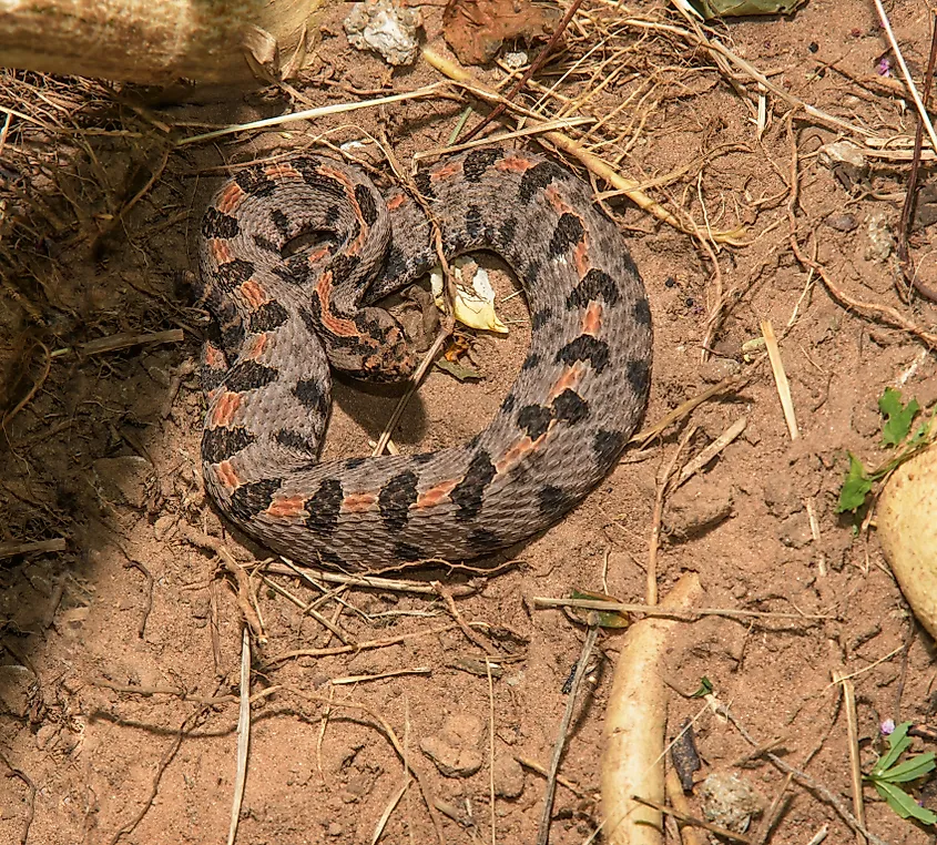 Western pygmy rattlesnake in dirt.
