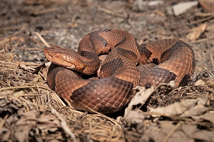 An eastern copperhead in the leaf litter.