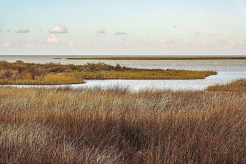 Salt marsh with saltmeadow cordgrass along Ocracoke Island in the Outer Banks of North Carolina, USA.