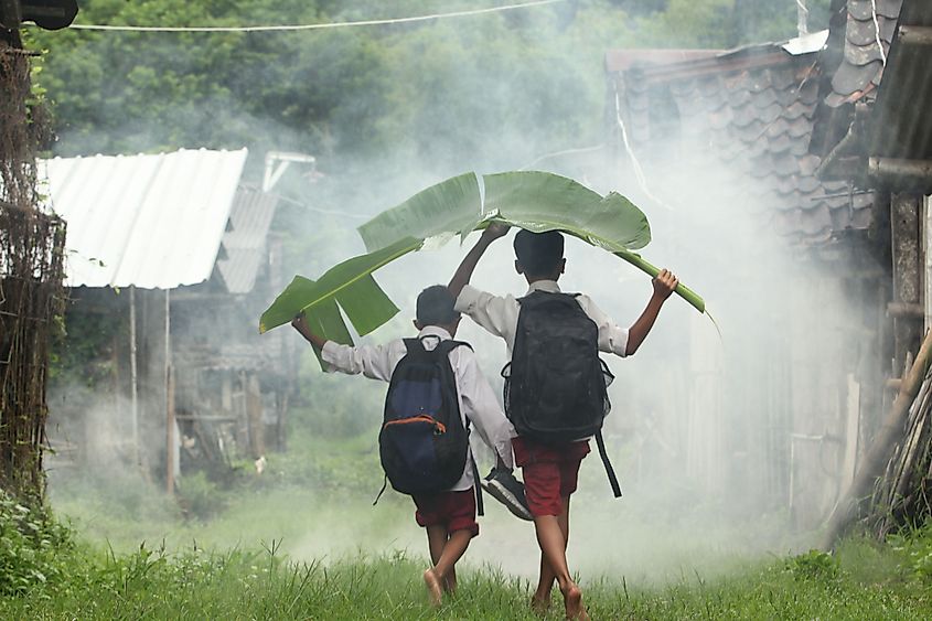 Indonesian students using banana leaves as umbrellas.