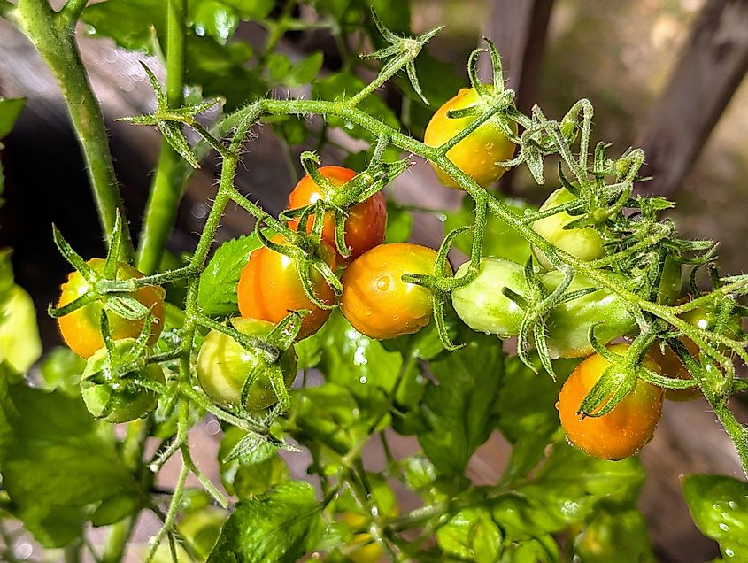 Tomatoes in Michigan