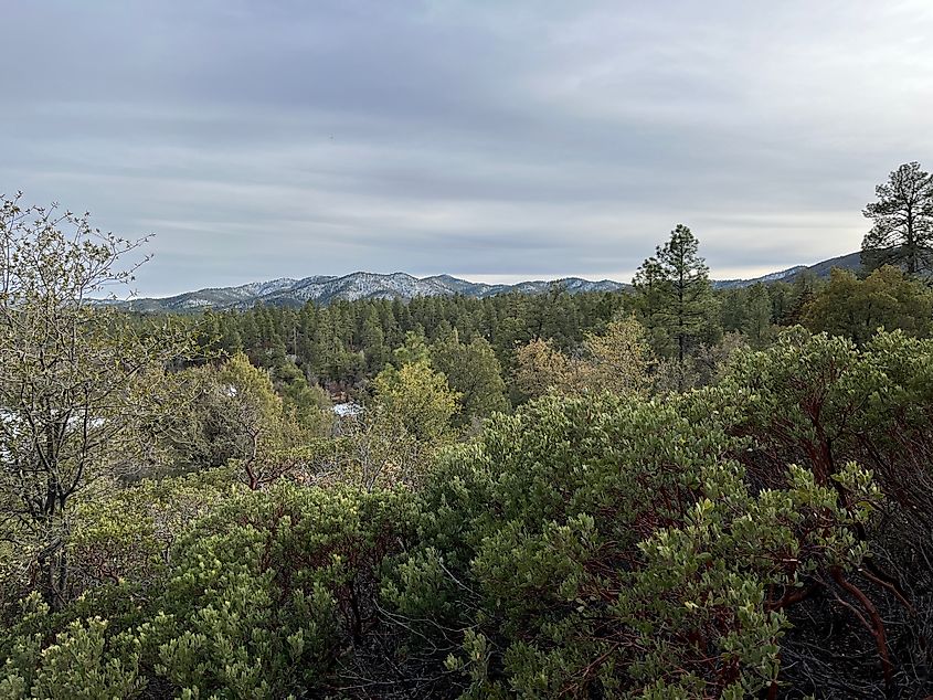 Prescott National Forest Hiking Trail.