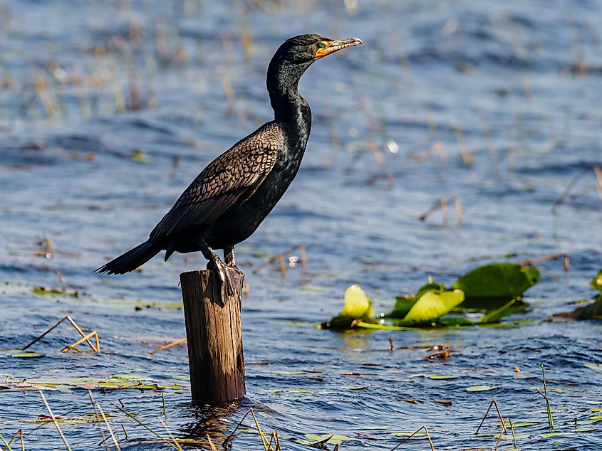 Double-crested Cormorant standing on a piling in Topsail Hill Preserve State Park