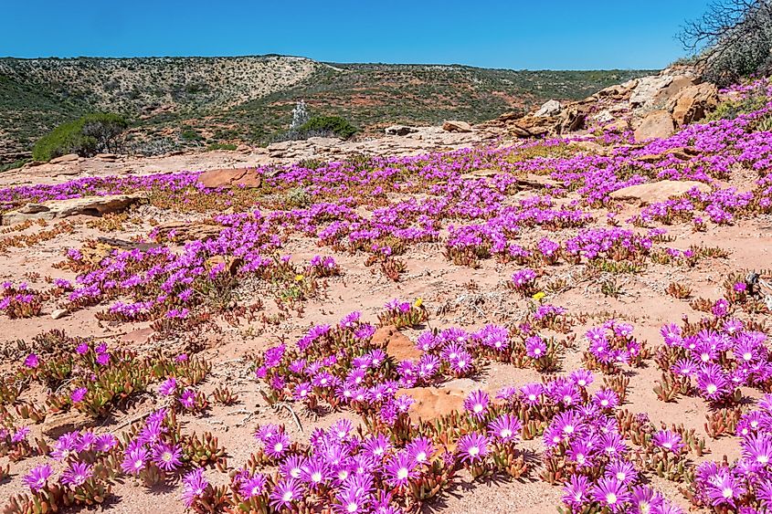 Wildflowers in Kalbarri National Park