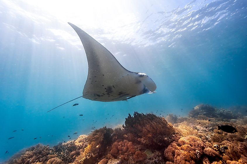 Giant Manta Ray over coral reef with light rays close up.