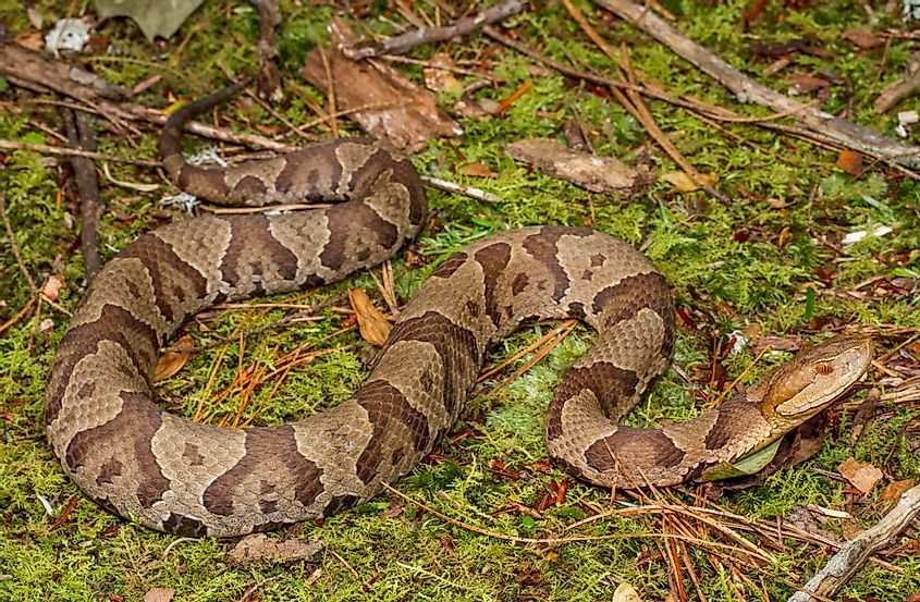 Northern Copperhead Snakes are one of North America's most common species of venomous snake.
