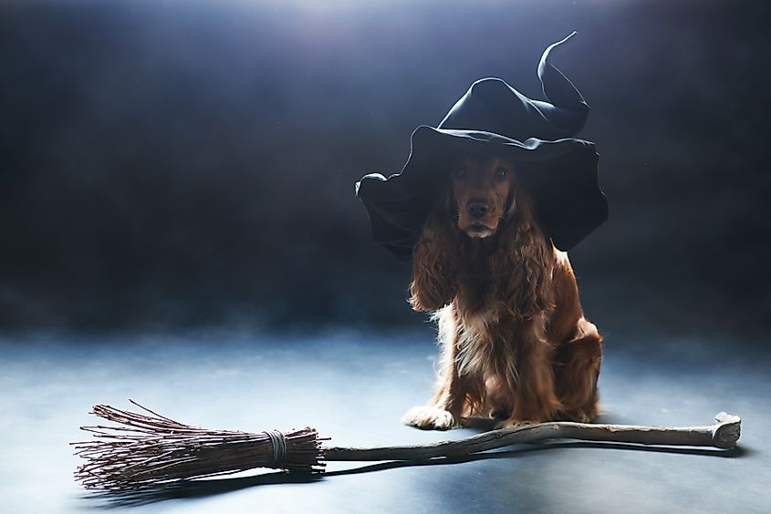 Dog in a witches' hat with a broom nearby.