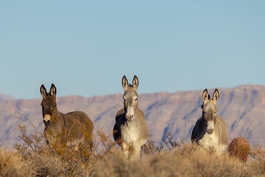 Wild Burros in the Nevada
