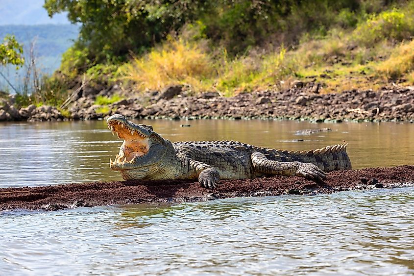  Crocodylus niloticus, largest crocodile in Africa