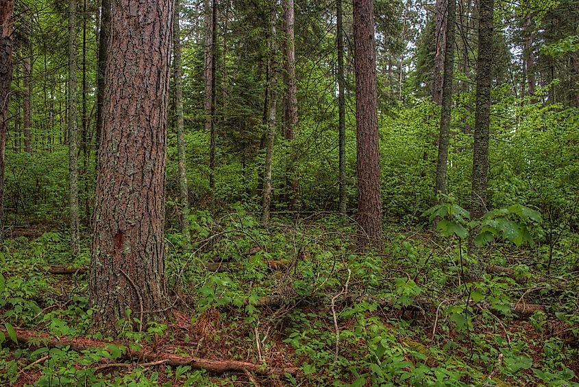 The Lost 40 site in Minnesota.