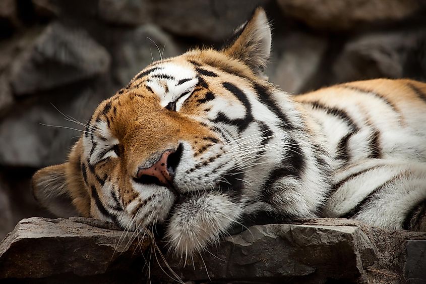 tiger sleeping