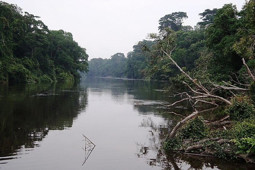 Река Джа с деревьями, растущими по берегам и в воде