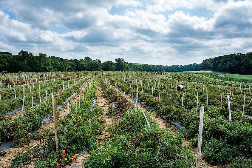 The Alstede Farm in Chester, New Jersey.